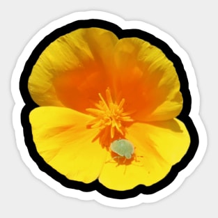 Californian Poppy Bug Sticker